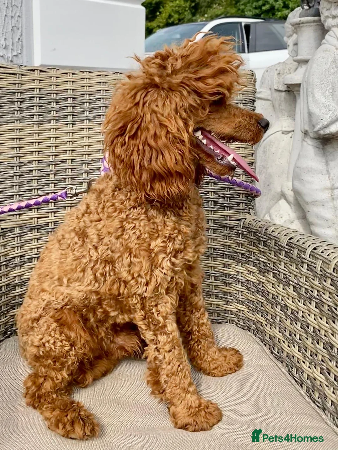 Toy Poodle dogs for stud: TED KC REG/hEALTH CHECKED STUD - Advert 10
