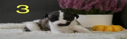 Whippet dogs for sale: Unique whippet brindle puppies in Derby - Advert 10