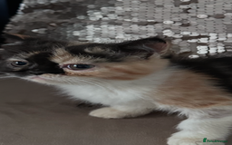 Persian cats for sale: Persian Kittens for sale - Image 6