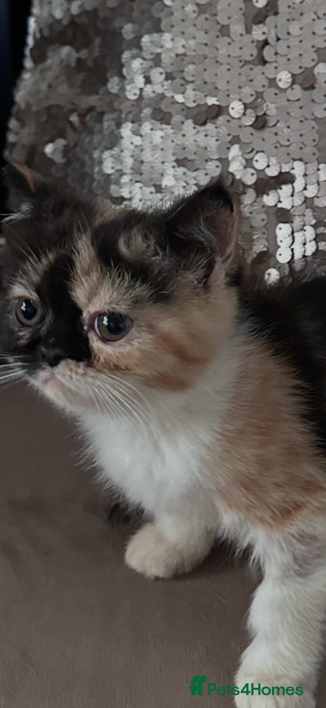 Persian cats for sale: Persian Kittens for sale - Image 6