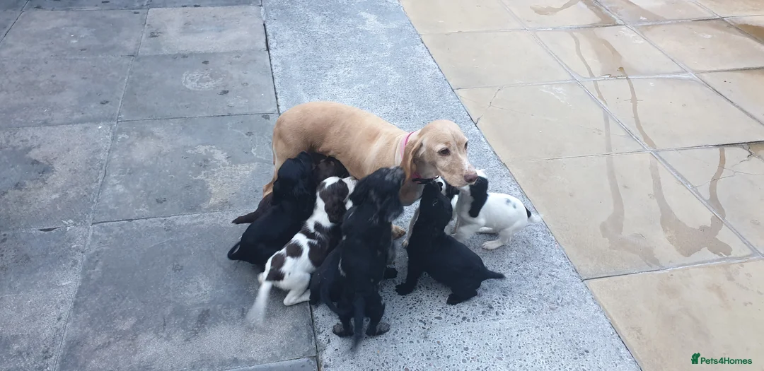 Cocker Spaniel dogs for sale: Cocker puppies  - Advert 1