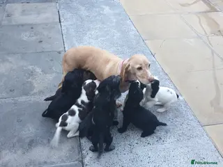 Cocker Spaniel dogs Cocker puppies - Advert 3