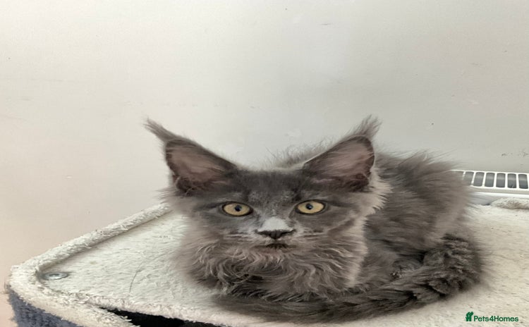 Maine Coon cats - Advert 16