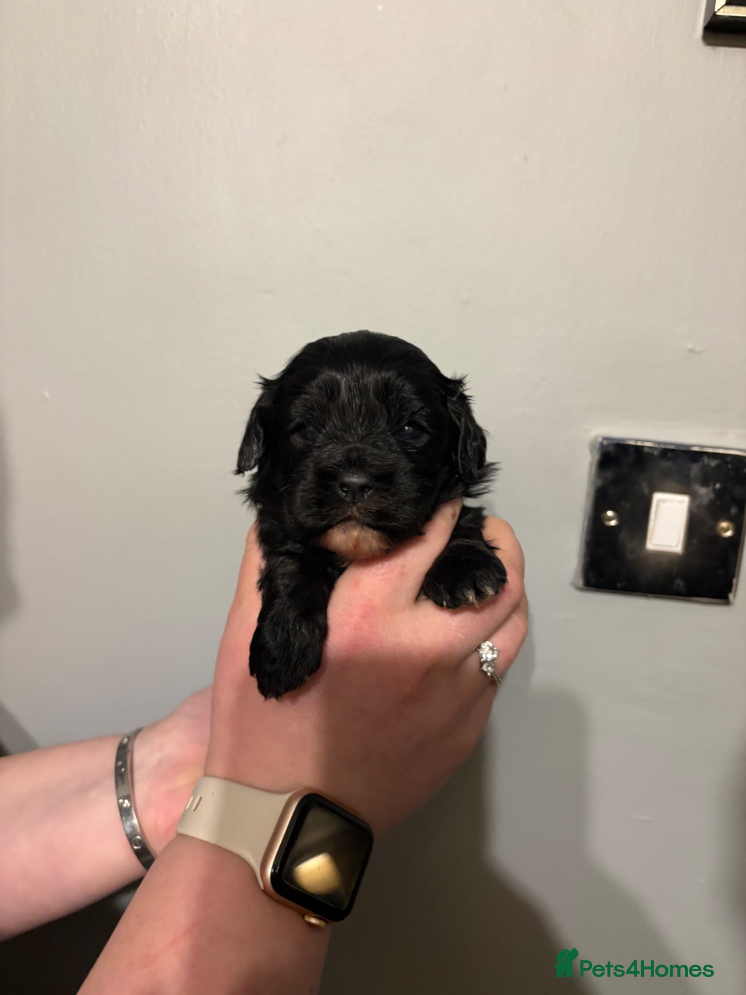 Cavapoo dogs Cavapoo puppies in Warrington - Advert 15