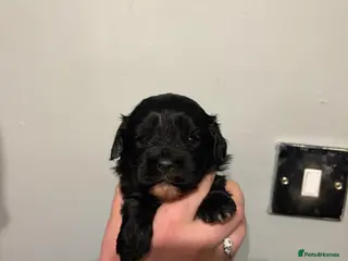 Cavapoo dogs Cavapoo puppies in Warrington - Advert 17