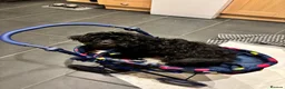Cavapoo dogs for sale: Maisie moo - Advert 6