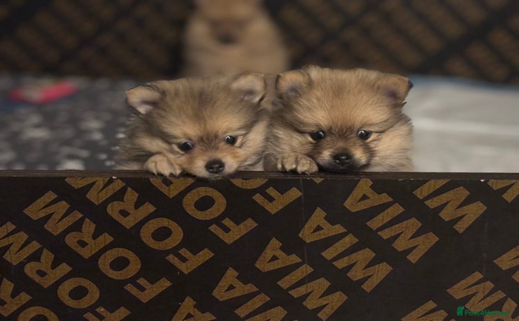 Pomeranian dogs - Advert 12