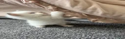 Ragdoll cats for sale: 5 Purebred Ragdoll Kittens in Keith - Advert 6