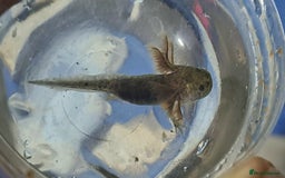 Axolotl reptiles for sale: Axolotls  - Image 12