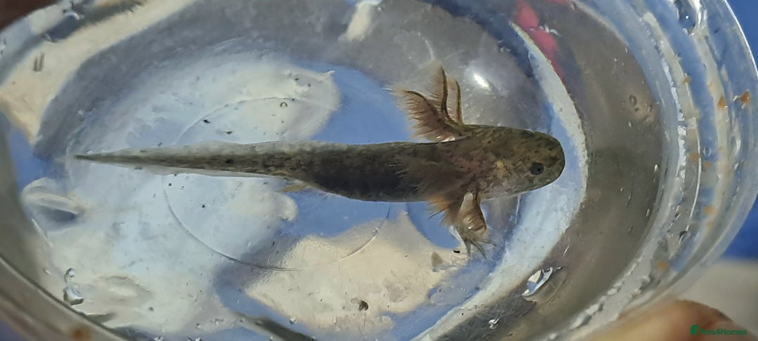 Axolotl reptiles for sale: Axolotls  - Image 12