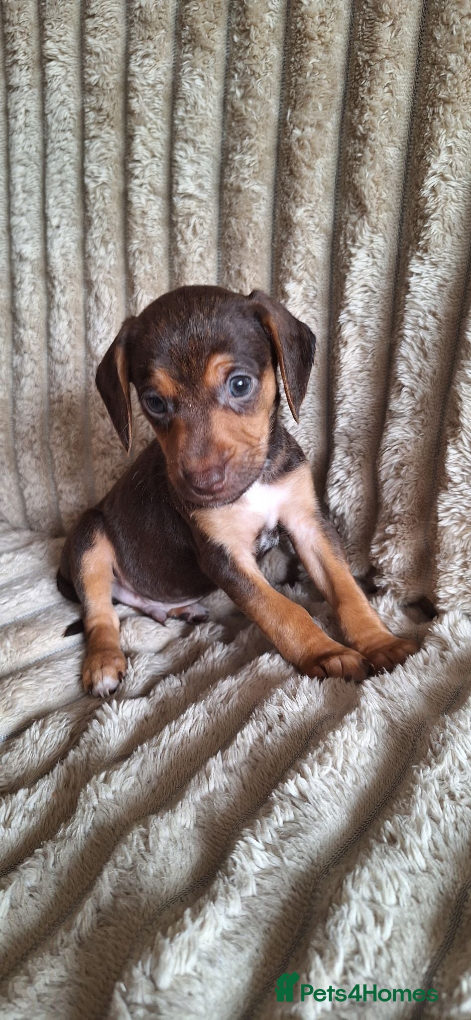 Mixed Breed dogs Cocker-Terripoo pups (cockerpoo) - Advert 17