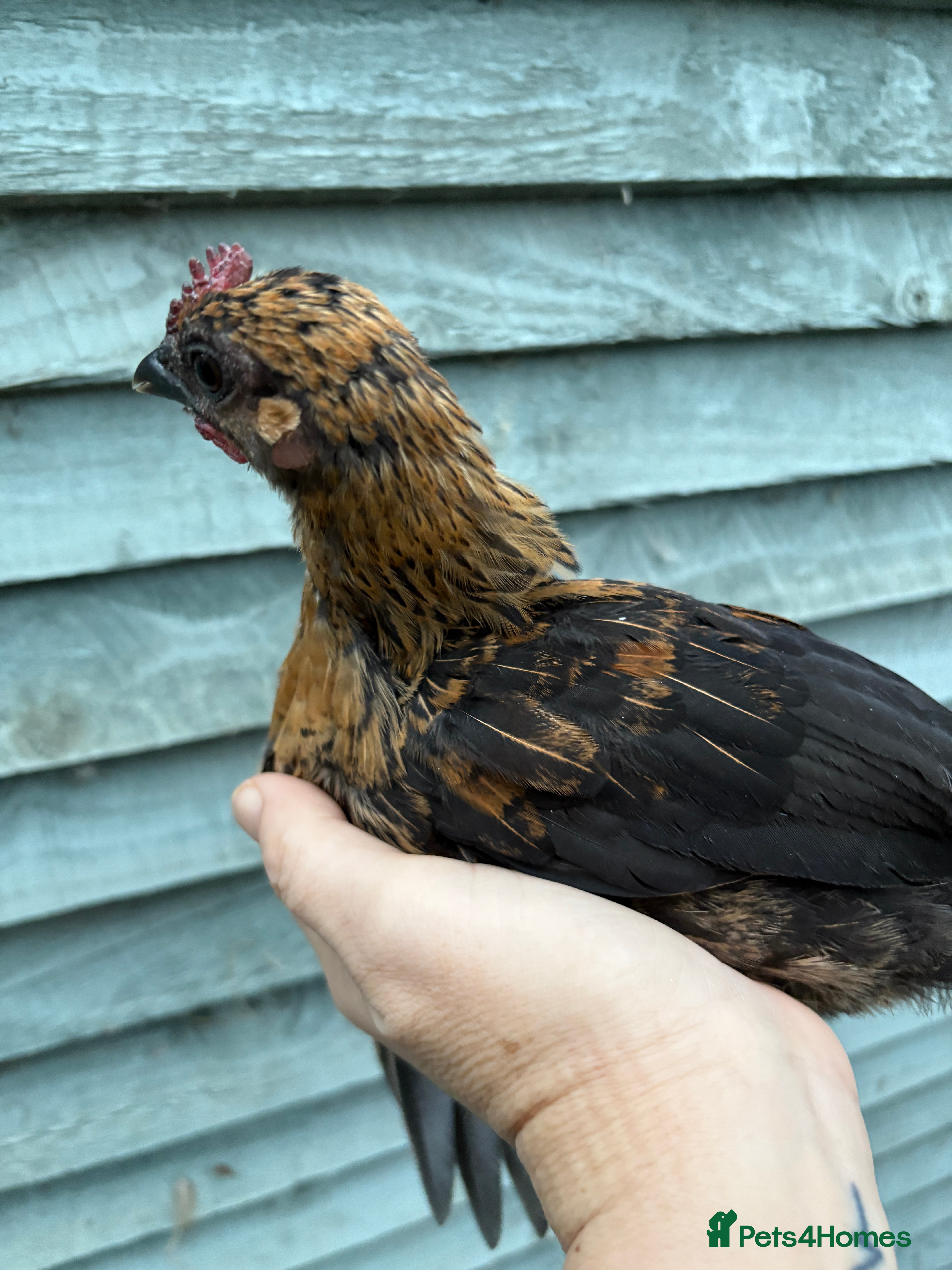 Chickens poultry Bantam old English game - Advert 18