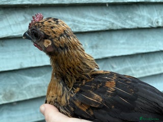 Chickens poultry Bantam old English game - Advert 3