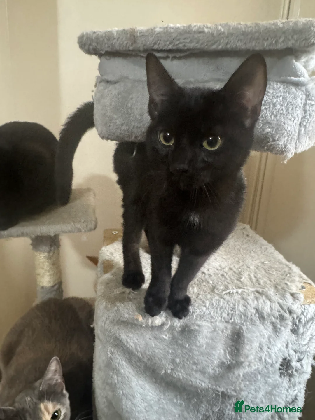 Domestic Shorthair cats for sale: Beautiful 18 week Old kittys  - Advert 4