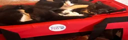 Mixed Breed cats for sale: Beautiful Mixed-Breed Kittens - Ready early July - Advert 13