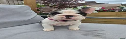 French Bulldog dogs for sale: Last girl ! French Bulldog  - Advert 16