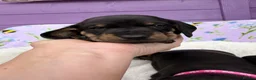 Dachshund dogs for sale: 3 adorable standard dachshund girls available  - Advert 8