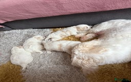 Maltese dogs for sale: Bichon Maltese - Image 5
