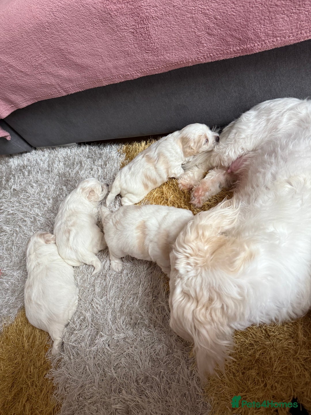 Maltese dogs for sale: Bichon Maltese - Image 5