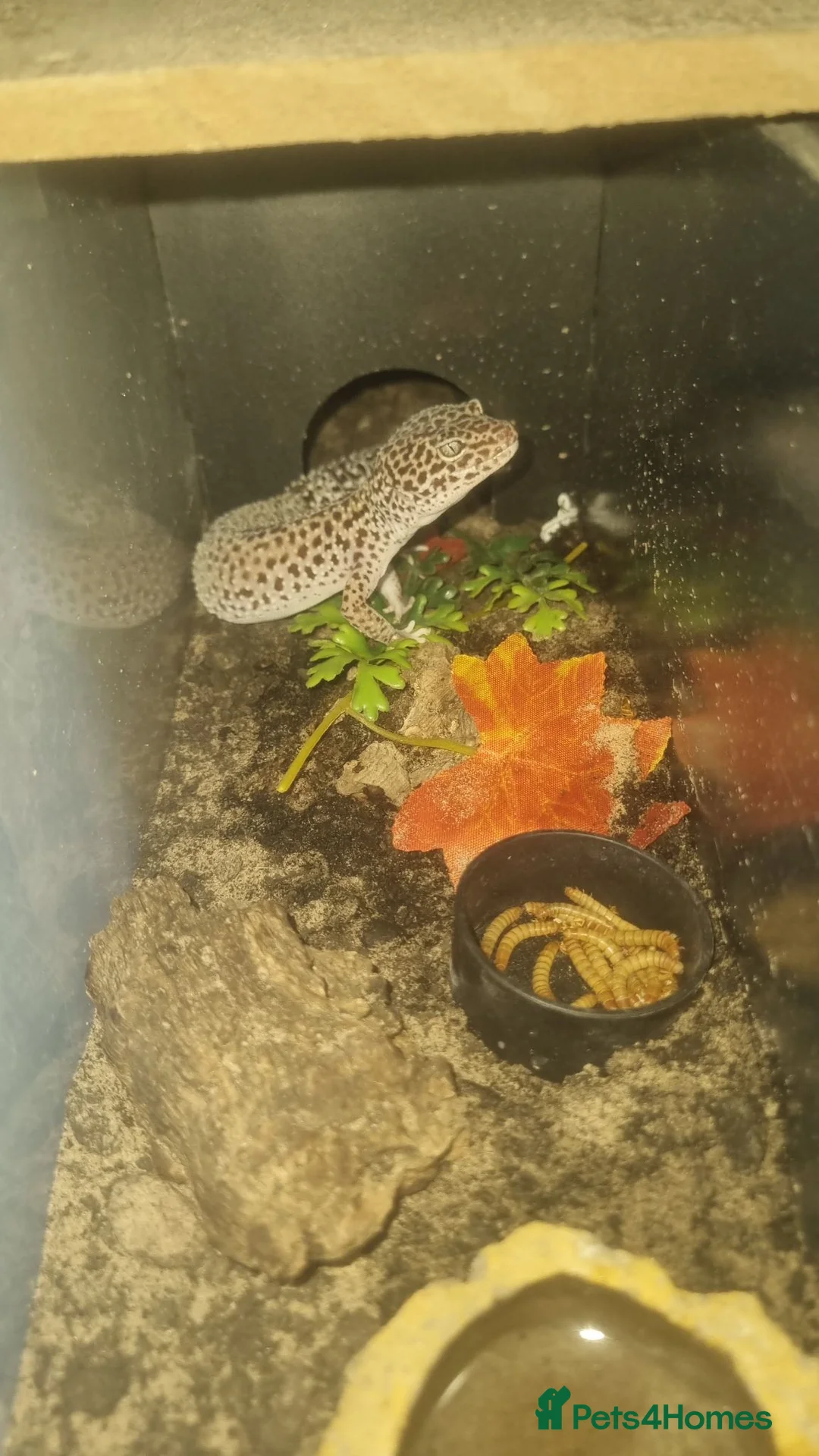 Gecko reptiles for sale:  2 female geckos with complete setup - Advert 2