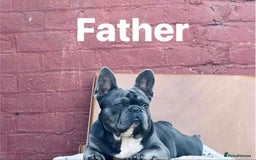 French Bulldog dogs for sale: 💔 Looking for a New Home - Image 2