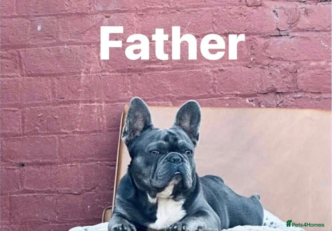 French Bulldog dogs for sale: 💔 Looking for a New Home - Image 2