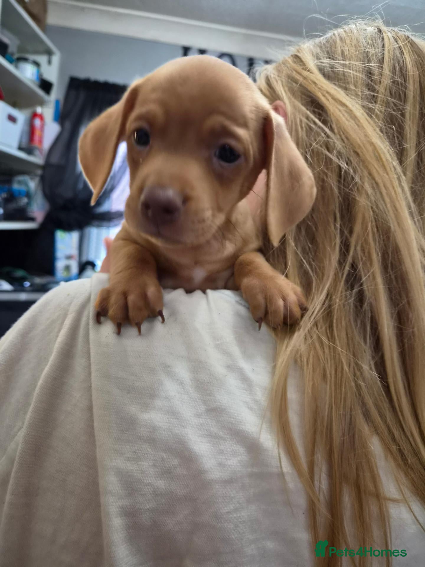 Mixed Breed dogs Pug x spaniel pups **ONLY 1 BOY LEFT** - Advert 15