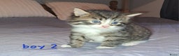Domestic Shorthair cats for sale: 5 gorgeous kittens for sale  - Advert 39