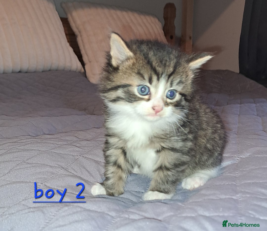Domestic Shorthair cats for sale: 5 gorgeous kittens for sale  - Advert 39