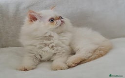 Persian cats for sale: Persian Kittens Looking For New Home - Image 14