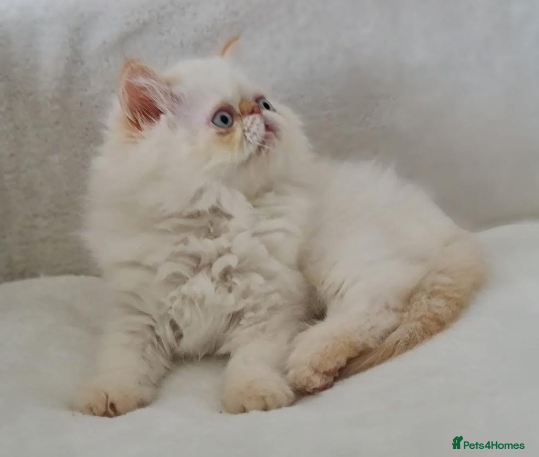 Persian cats for sale: Persian Kittens Looking For New Home - Image 14