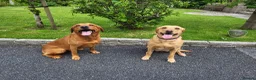 Labrador Retriever dogs for sale: Labrador puppies - Advert 13