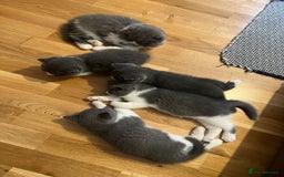 British Shorthair cats for sale: 4 Bicolour British Shorthair boys looking new home - Image 9