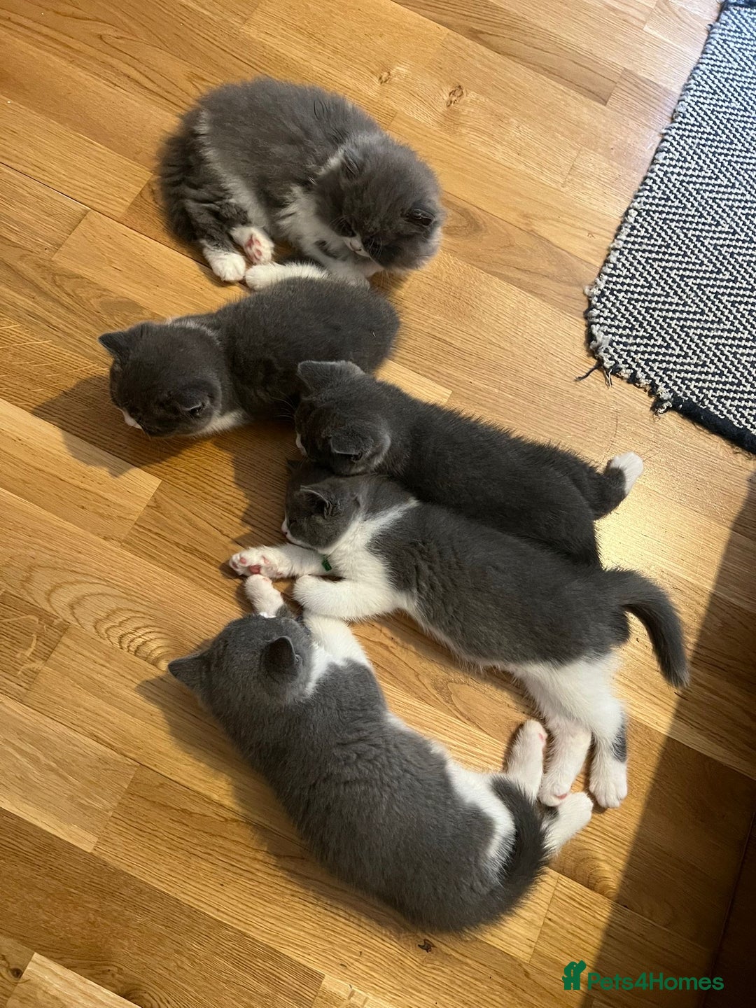 British Shorthair cats for sale: 4 Bicolour British Shorthair boys looking new home - Image 9