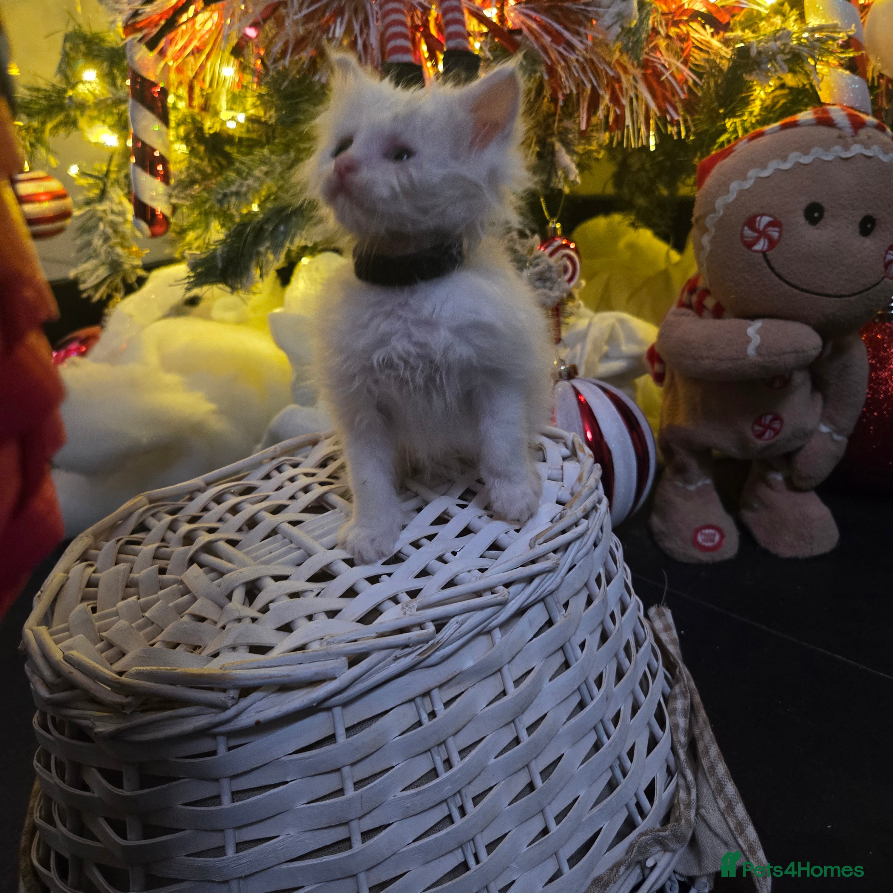 Maine Coon cats Champion russian Maine coon kittens - Advert 7