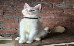 Maine Coon cats for sale: Reduced price- Last 2x Kittes - TICA MaineCoon - Image 16