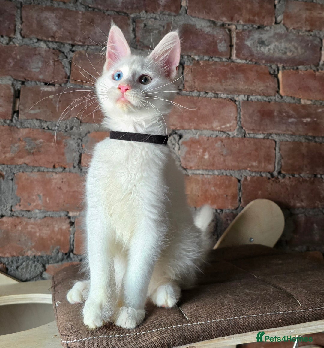 Maine Coon cats for sale: Reduced price- Last 2x Kittes - TICA MaineCoon - Image 16