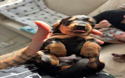 Miniature Dachshund dogs for sale: FOR SALE *Miniature dachshund puppies*  - Image 5