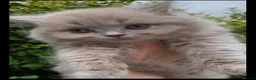 British Longhair cats for sale: British long hairkittens - Advert 5