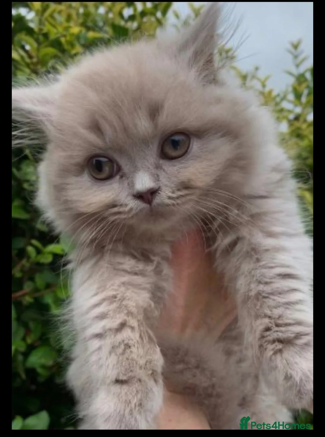 British Longhair cats for sale: British long hairkittens - Advert 5