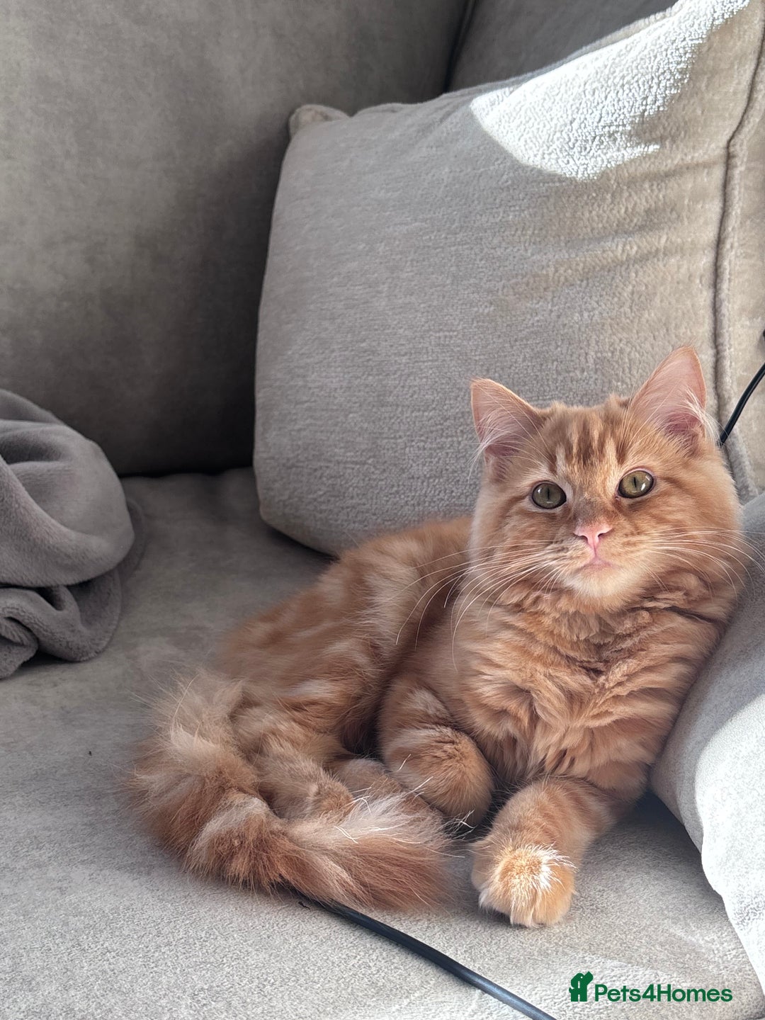 Mixed Breed cats for sale: Ginger Male Ragdoll - Advert 1