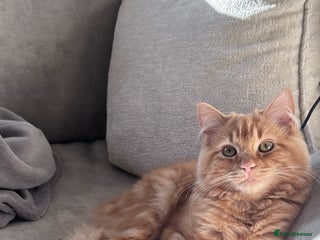 Mixed Breed cats Ginger Male Ragdoll - Advert 4