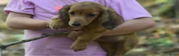 Miniature Dachshund dogs for sale: Fully vaccinated Kc reg last girl  - Advert 7