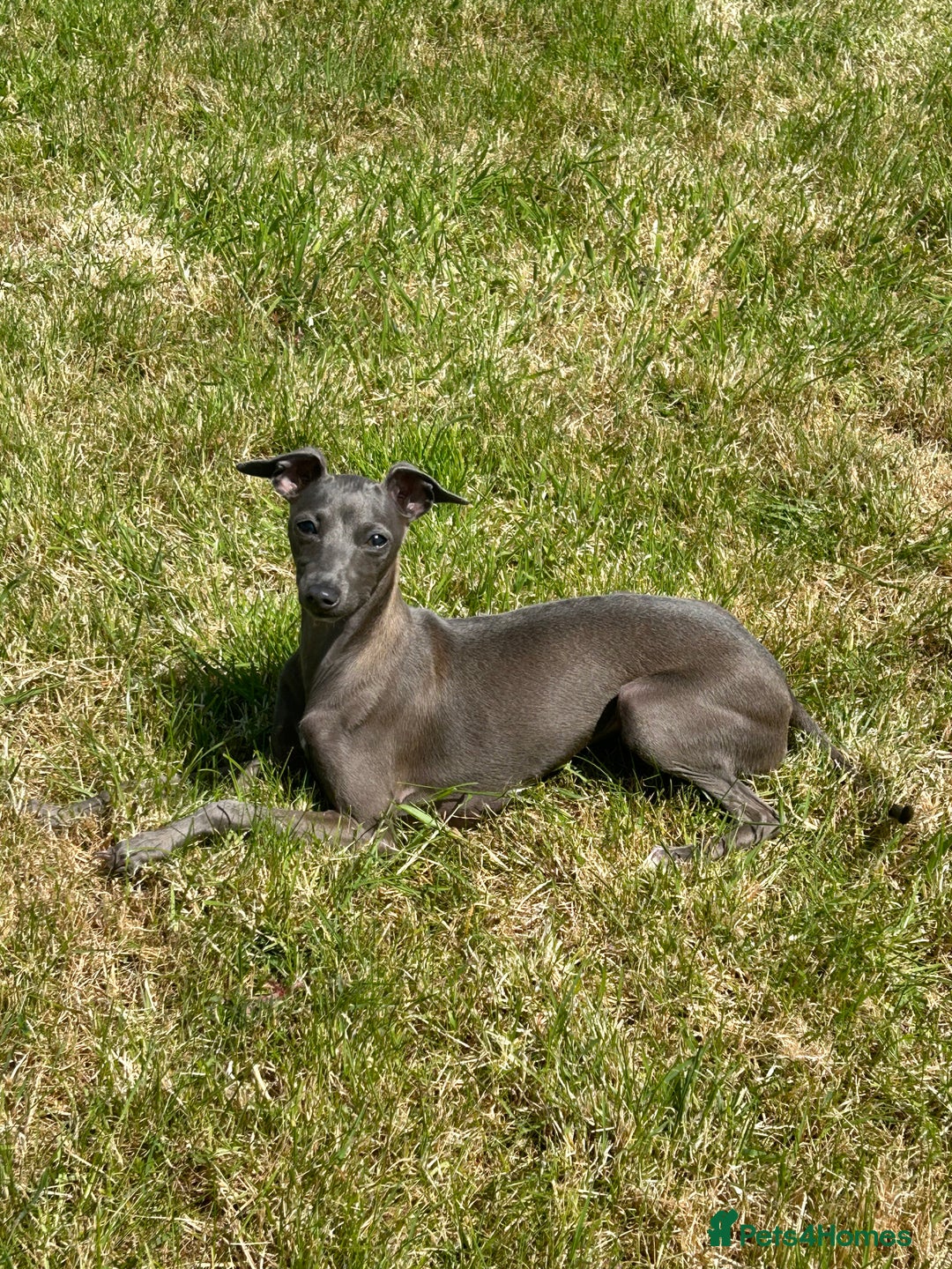 Italian Greyhound dogs for sale: Beautiful KC Reg Italian Greyhound puppies  - Advert 9