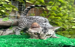 Bengal cats for sale: Unbelievably friendly TICA reg kittens  - Image 18