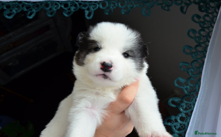 Mixed Breed dogs - Advert 1