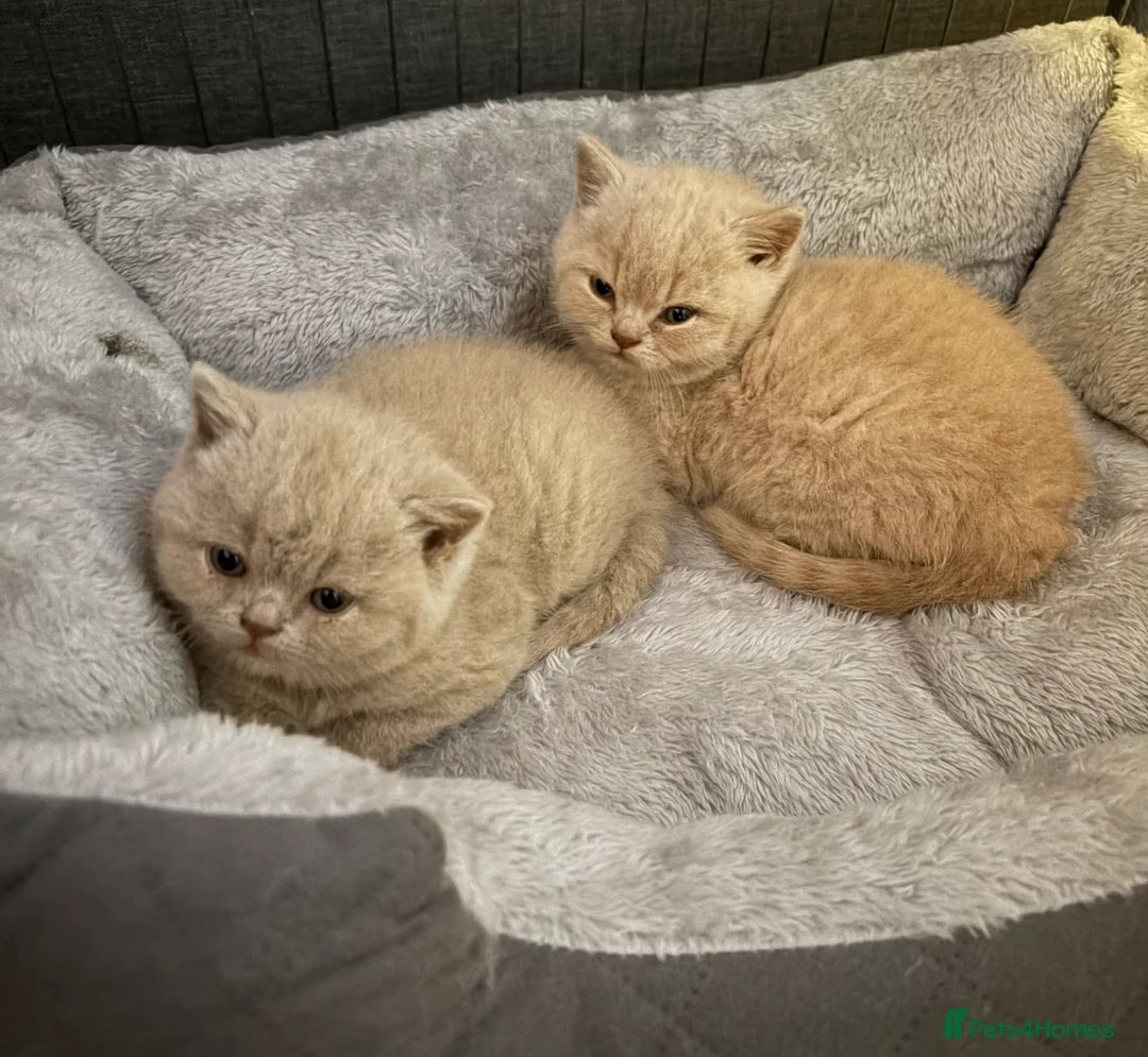 British Shorthair cats for sale: British shorthair kittens for sale - Advert 1