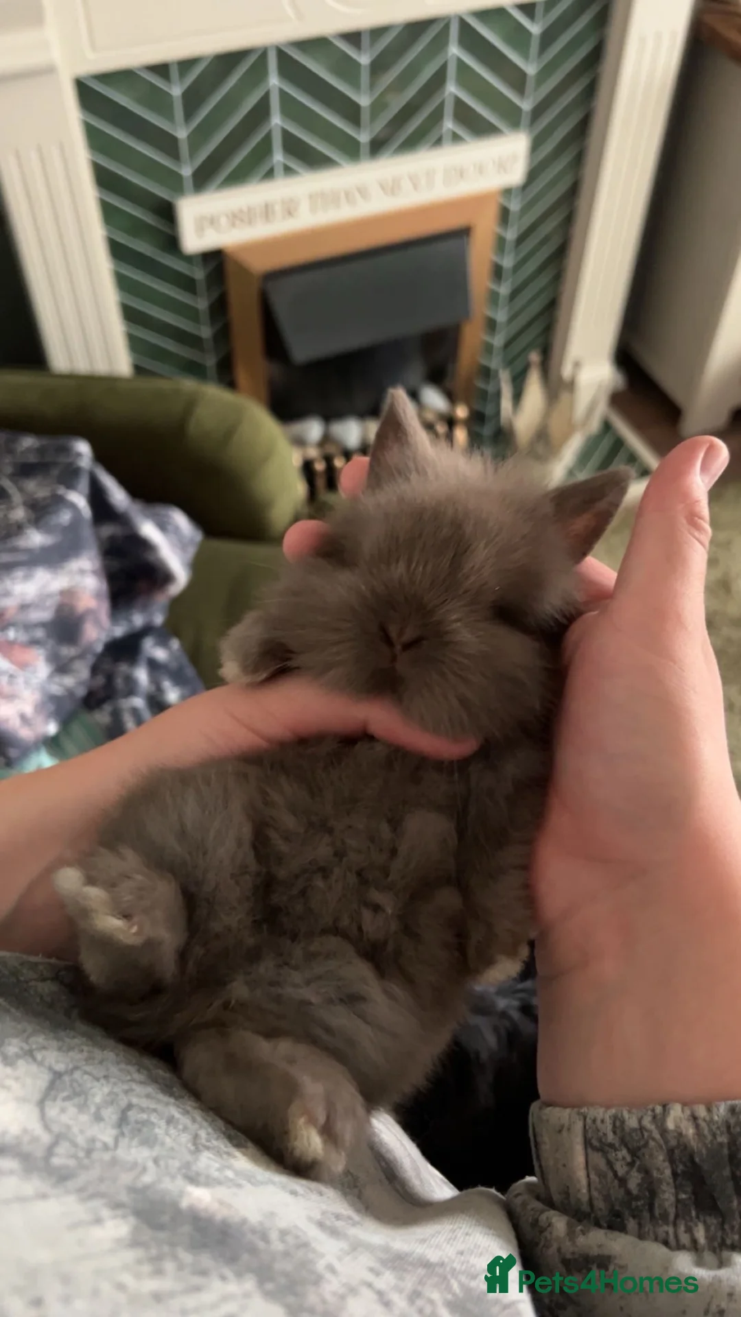Mini Lop rabbits for sale: Vaccinated Lion lop ready next week for 5⭐️🏡 - Advert 1