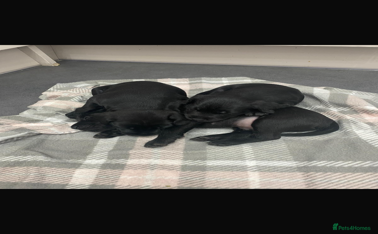 Patterdale Terrier dogs - Advert 2