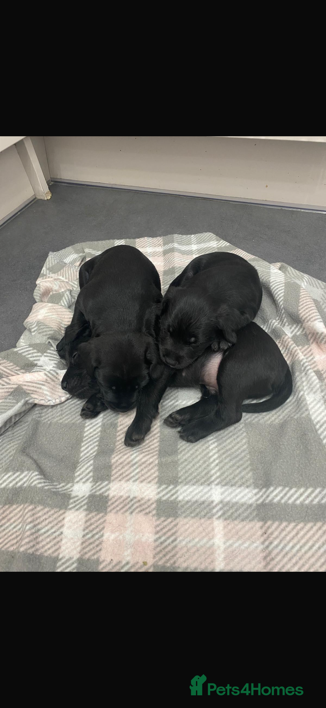 Patterdale Terrier dogs for sale: Beautiful patterdale terrier  - Image 1